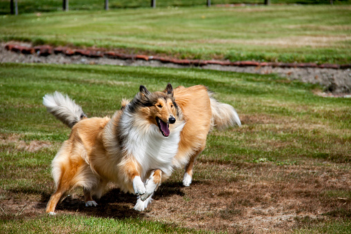 Two  lassie rough coated  collies running around the lawn