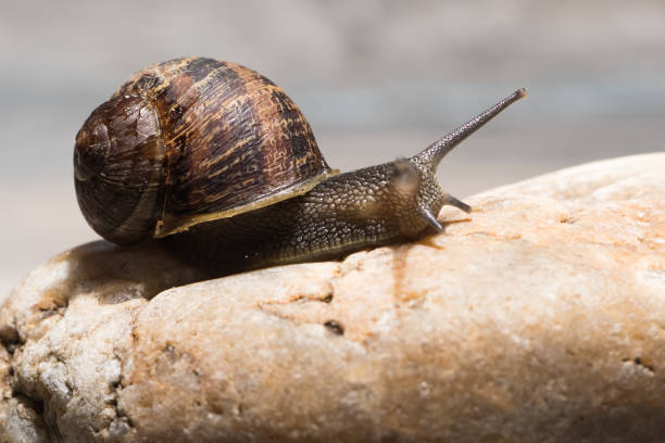 lumaca da giardino che striscia su pietra marrone. - snail escargot animal speed foto e immagini stock