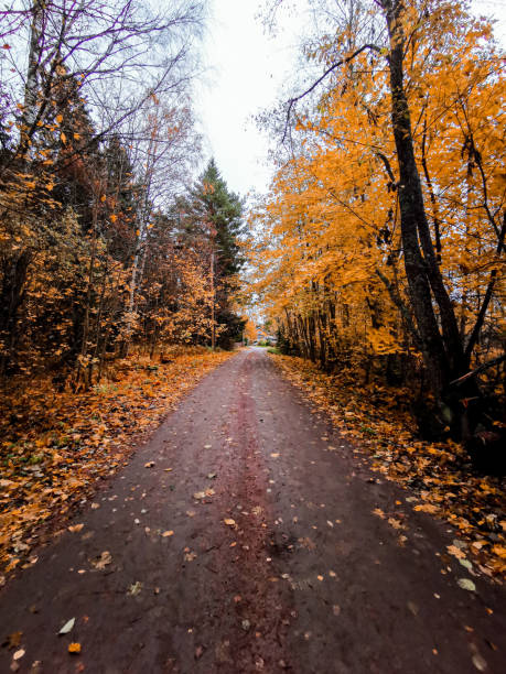 istock Dirt road between trees and fallen leaves in autumn 1265339363