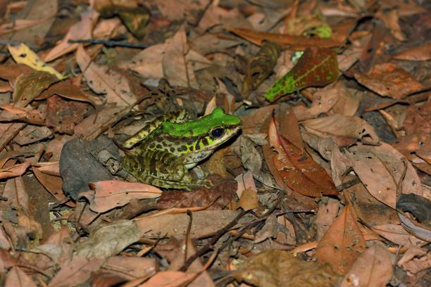 istock Swinhoe's frog 1265339436