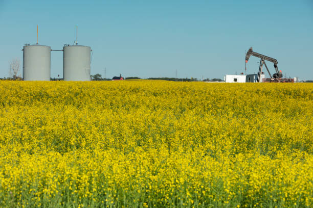 istock Prairie Oil Pump Jacks Canada USA 1265347554