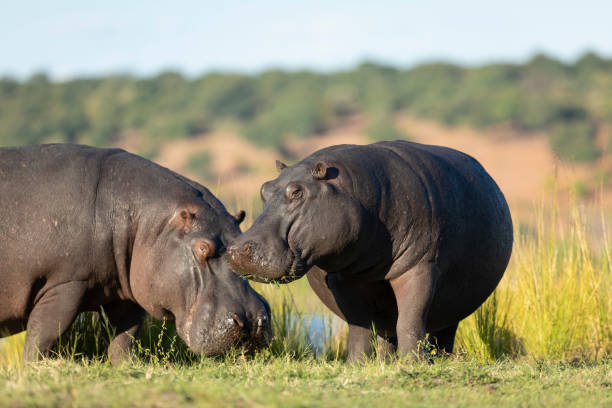 istock Two hippo grazing standing out of water in Chobe River Botswana 1265349775