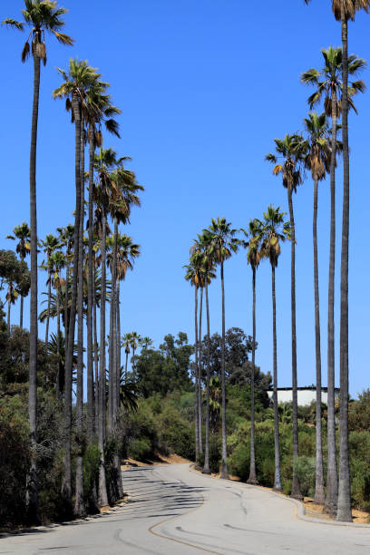 istock Palm tree-lined street in Los Angeles 1265378830