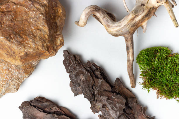 istock Green moss, stones and dry tree branches on an white background 1265384047