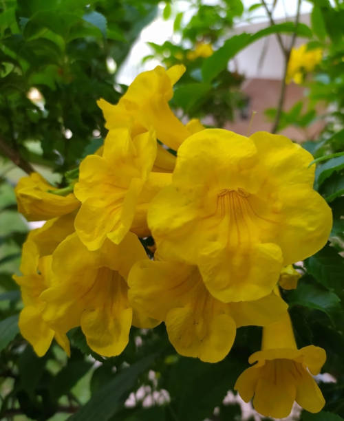 istock Yellow Golden Trumpet 1265384557