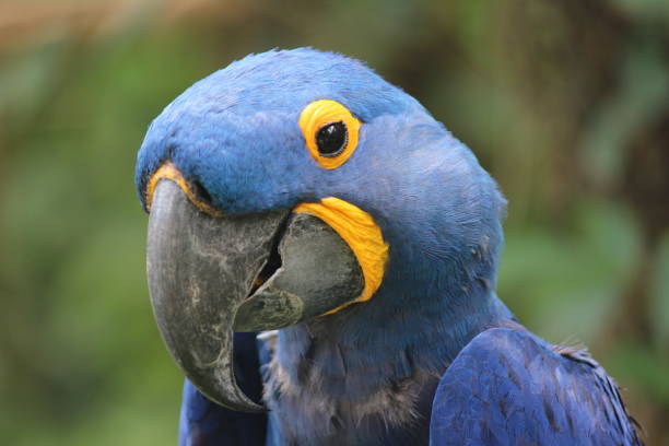istock The hyacinth blue macaw 1265386089