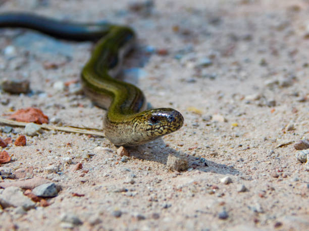 istock Photos of a small slow worm 1265387623