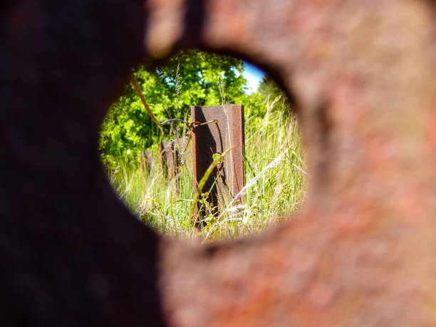The magic of nature in summer