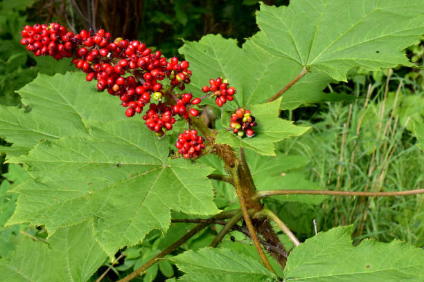 Bright red berries top off a Devil's Club (Oplopanax horridus) plant. stock photo