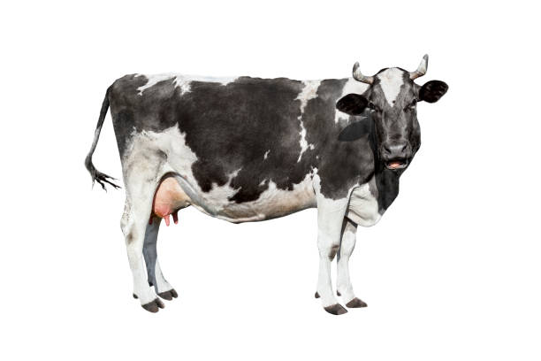 istock Cow isolated on white. Talking black and white cow 1265396682