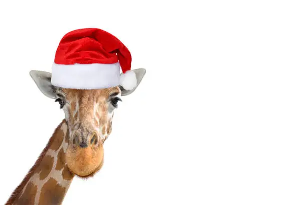 Photo of Cute and funny giraffe head in christmas or Santa hat isolated on white background