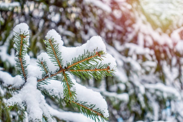 istock Snow on green spruce branches in the sunlight. 1265396803