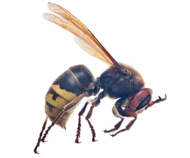 istock large dark hornet isolated on white 1265406915