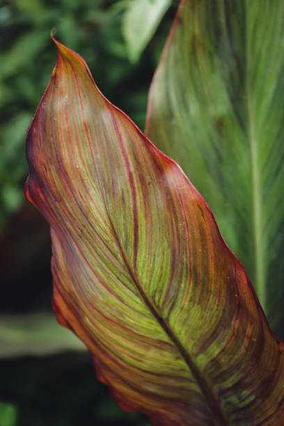 istock Natural background. A large green red leaf with clear veins. 1265410636