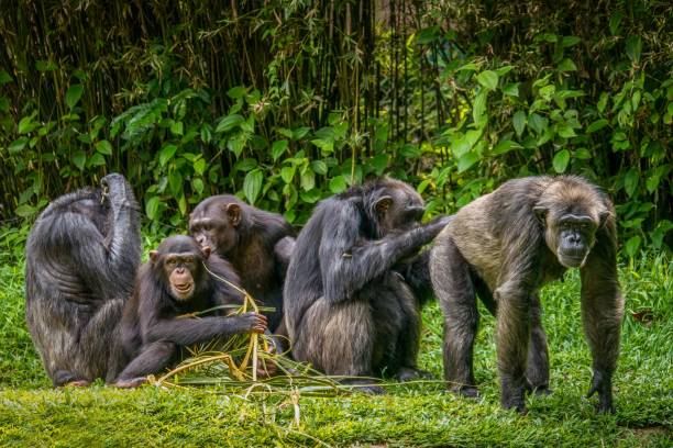 un retrato humorístico de un grupo de chimpancés en un entorno de selva tropical. - chimpancé fotografías e imágenes de stock