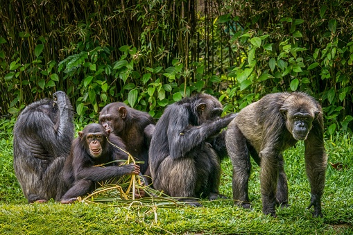 Interesting and funny animal behavior, with focus on the adult male chimpanzee on right bending over as another chimp grooms his buttocks.