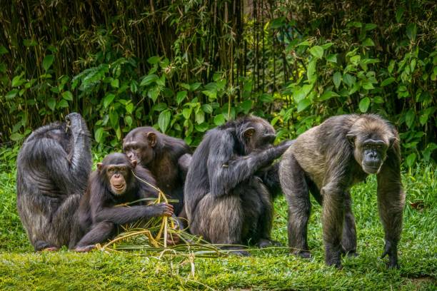 A humorous portrait of a group of chimps in a rainforest setting. Interesting and funny animal behavior, with focus on the adult male chimpanzee on right bending over as another chimp grooms his buttocks. chimpanzee photos stock pictures, royalty-free photos & images