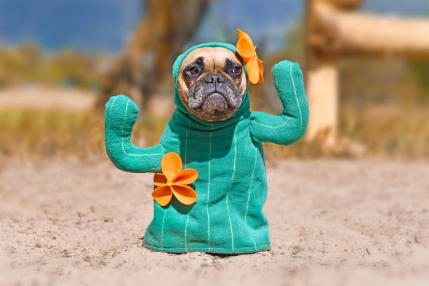 French Bulldog dog dressed up with funny cactus Halloween dog costume with fake arms and orange flowers French Bulldog dog dressed up with funny selfmade cactus Halloween dog costume with fake arms and orange flowers standing on sandy ground carnival costume stock pictures, royalty-free photos & images