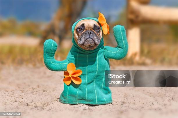 French Bulldog Dog Dressed Up With Funny Cactus Halloween Dog Costume With Fake Arms And Orange Flowers Stock Photo - Download Image Now