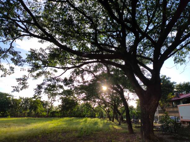 istock Nature City Tree Sun Sky Grass 1265427168