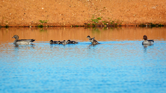 Family of Australian Wood Ducks swimming in a pond