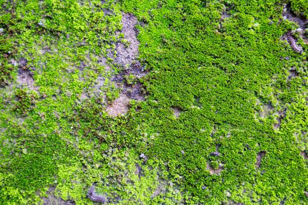 istock Abstract blurred fresh green moss growing on the cement wall background 1265429650