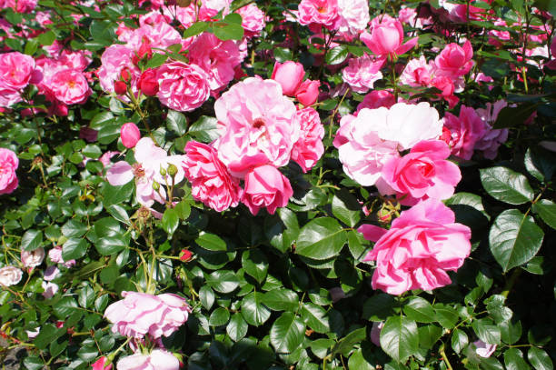 istock Green shrub with pink roses flowers 1265431439