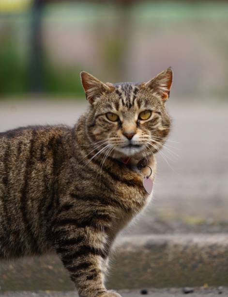 istock Tabby cat standing looking straight at you with yellow eyes 1265435440