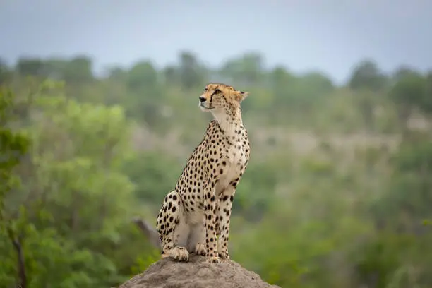Cheetah sitting on a termite mound looking up and showing alertness in Kruger Park South Africa