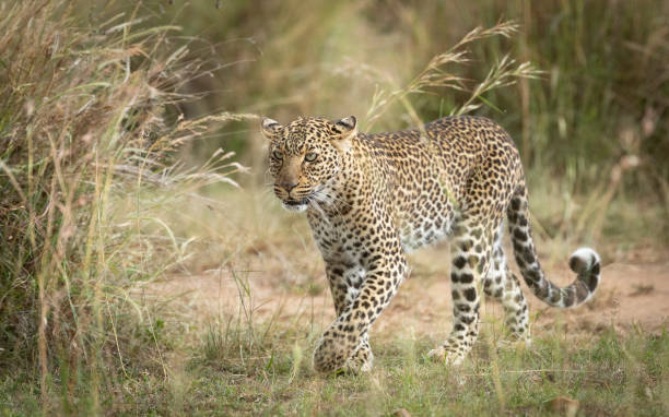 istock Beautiful female leopard side view walking in Masai Mara Kenya 1265436326