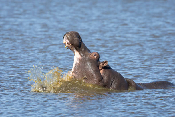 junges nilpferd gähnt mit wasser, das im krüger park südafrika um seinen mund spritzt - kruger national park hippopotamus animal mouth animal stock-fotos und bilder