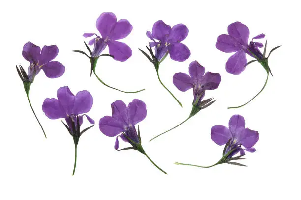 Pressed and dried flowers lobelia isolated on white background. For use in scrapbooking, floristry or herbarium.