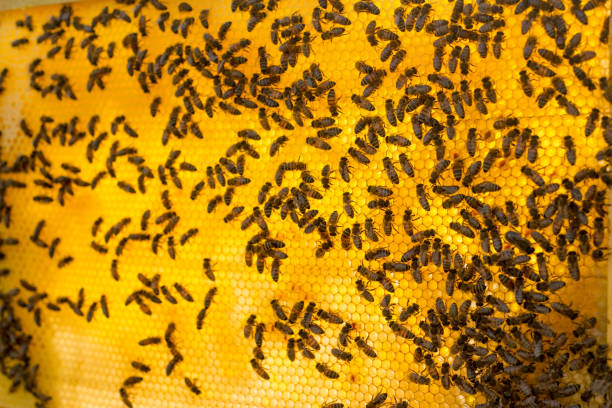 istock honeycomb full of bees closeup 1265436695
