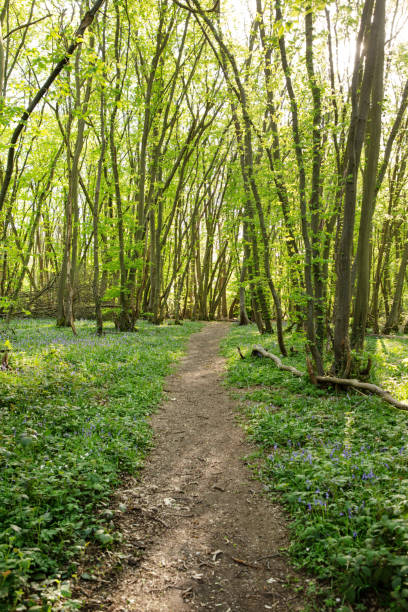 istock walkway in the woods 1265438590