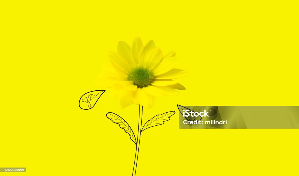 Question Marguerite Yellow marguerite flower with yes and no petals illustration Abstract Stock Photo