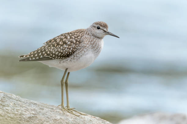 Wonderful portrait of Wood sandpiper on the river (Tringa glareola) all the elegance of Wood sandpiper scolopacidae stock pictures, royalty-free photos & images