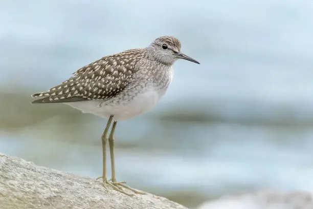 all the elegance of Wood sandpiper