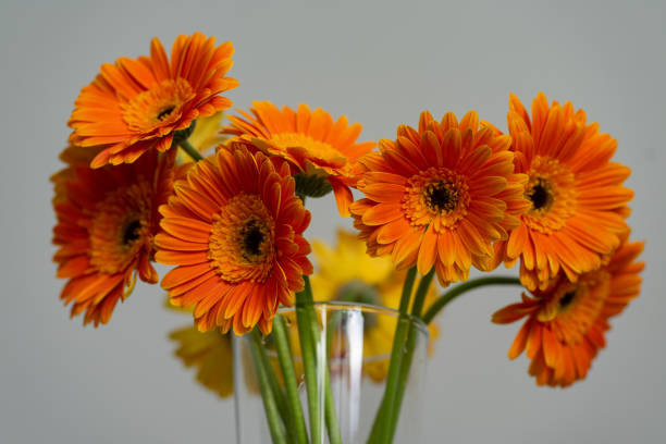 istock Bright Orange Gerberas Daisy Close-Up 1265440765