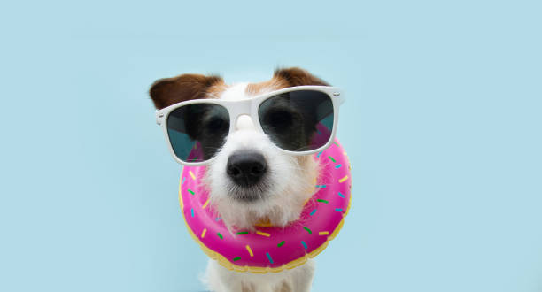 istock Funny summer dog inside of a inflatable. Isolated on blue background. 1265450545