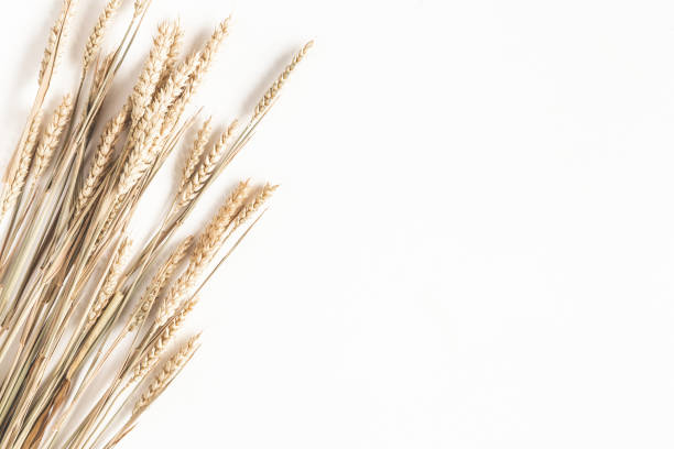 istock Autumn composition. Wheat ears on white background. Autumn, fall, thanksgiving day concept. Flat lay, top view 1265451665