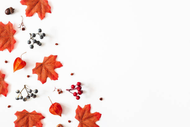 istock Autumn composition. Frame made of flowers, maple leaves, berries on white background. Autumn, fall, thanksgiving day concept. Flat lay, top view, copy space 1265452180