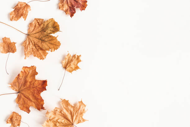 istock Autumn composition. Dried maple leaves on white background. Autumn, fall, thanksgiving day concept. Flat lay, top view 1265452729