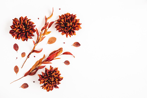 Autumn composition. Dried flowers and leaves on white background. Autumn, fall, thanksgiving day concept. Flat lay, top view