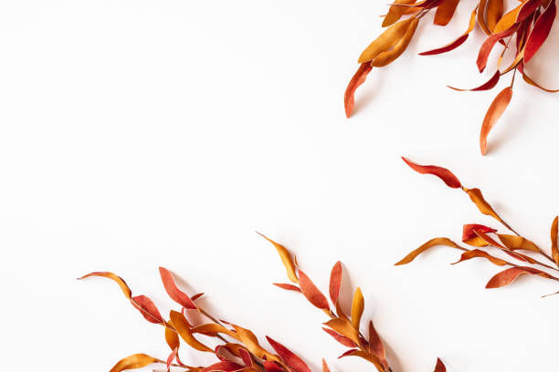 istock Autumn composition. Red leaves on white background. Autumn, fall, thanksgiving day concept. Flat lay, top view 1265453270