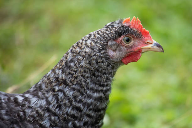 istock Free range chicken on a traditional poultry farm 1265465053