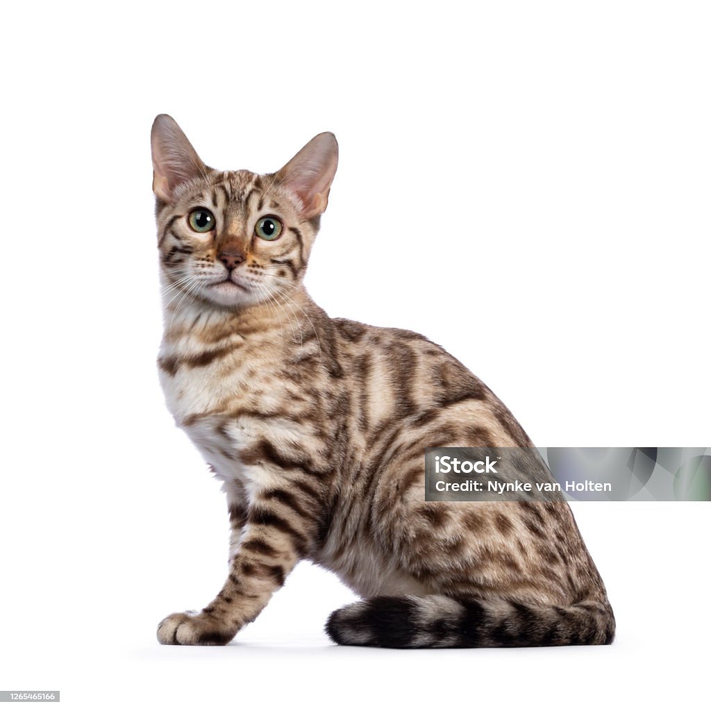 Anak Kucing Bengal Di Latar Belakang Putih Foto Stok - Unduh Gambar