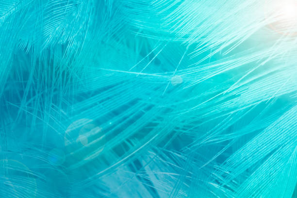 istock Beautiful blue turquoise color trends feather texture background with orange light 1265465267
