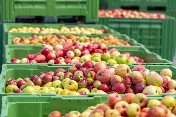 istock Many ripe fall apples in a container in autumn 1265465284