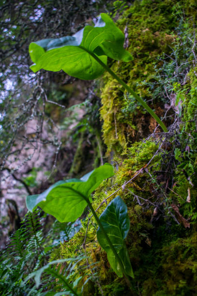 istock Forests of Catalonia 1265465496