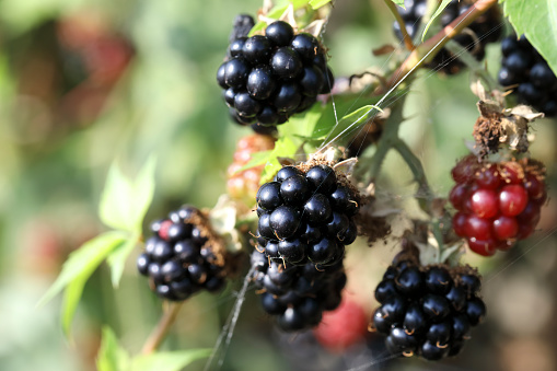 Blackberry / bramble fruits, some black, ripe and ready for picking. Mitcham, Merton, Surrey, England. Blackberries are packed with antioxidants, including vitamin C and ellagic acid, which have long been recognised as effective against colds and flus. Ellagic acid is even mentioned in connection with the battle against cancer. In addition, the small seeds within the berries make them a good source of fibre. Blackberries are a primary source of antioxidants.